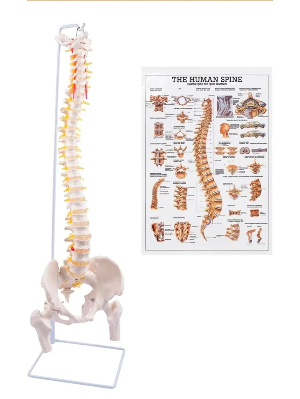 Life Size Flexible Human Spine Anatomical Model w/Stand Poster Open Box Complete